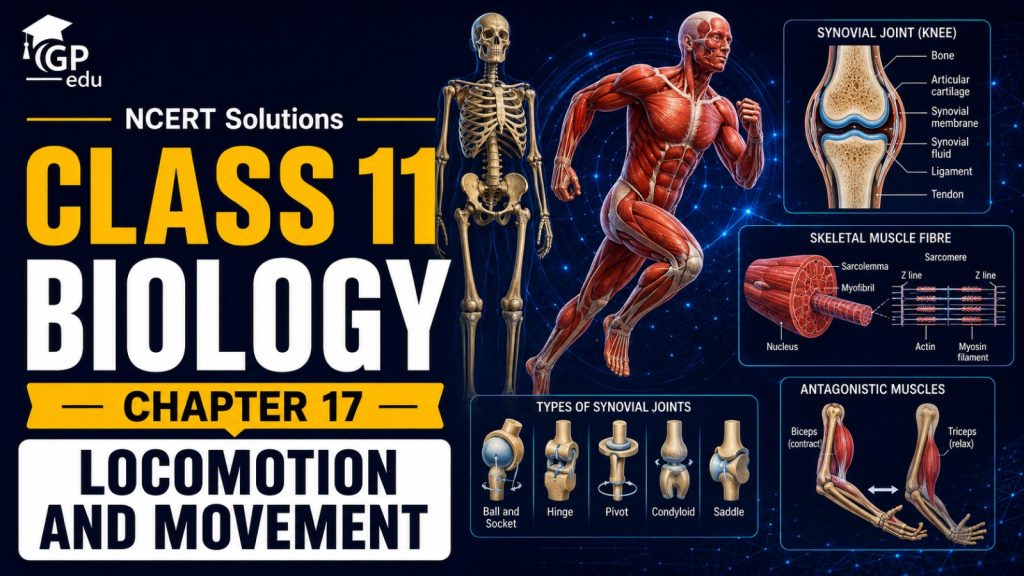 NCERT Solutions For Class 11 Biology Chapter 17-Locomotion and Movement