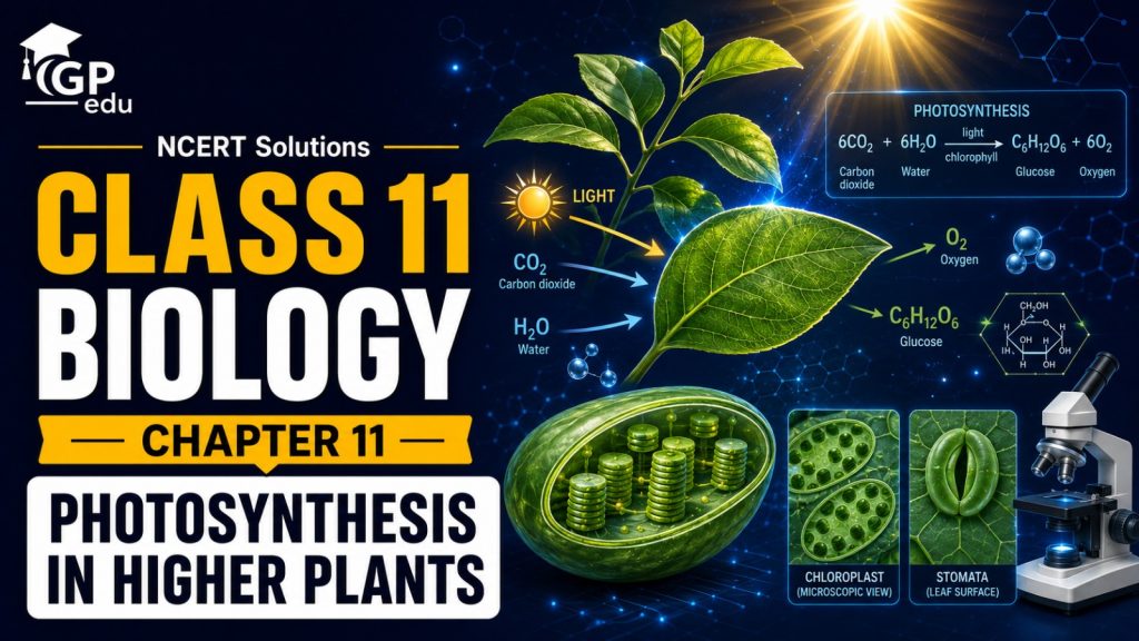 NCERT Solutions For Class 11 Biology Chapter 11-Photosynthesis in Higher Plants
