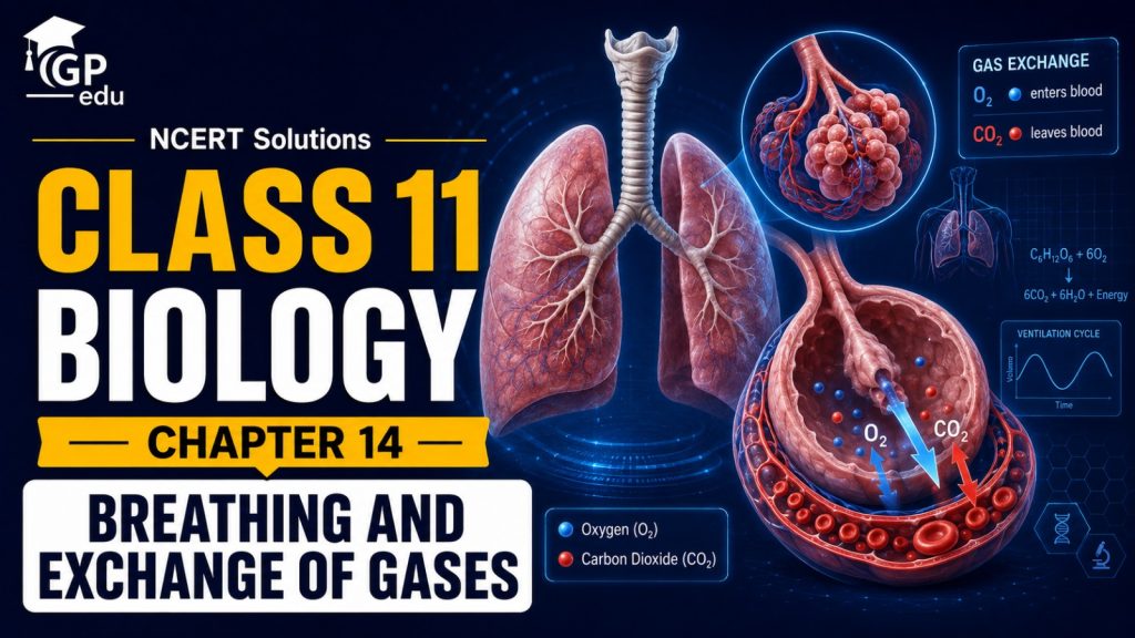 NCERT Solutions For Class 11 Biology Chapter 14-Breathing And Exchange Of Gases